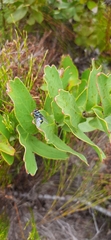 Chrysomya chloropyga