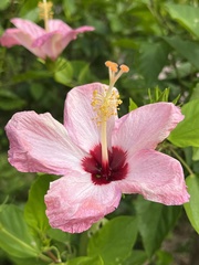 Hibiscus rosa-sinensis
