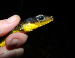 Chironius multiventris