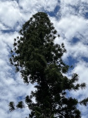 Araucariaceae