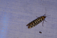 Moerarchis clathrata