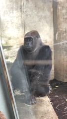 Gorilla gorilla