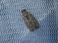 Phylomictis sarcinopa