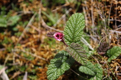 Rubus acanthophyllos