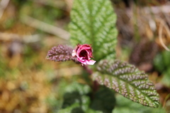 Rubus acanthophyllos