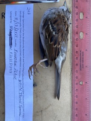 Zonotrichia albicollis