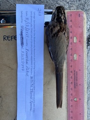 Zonotrichia albicollis