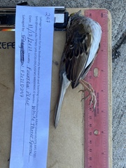 Zonotrichia albicollis