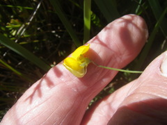 Crotalaria excisa