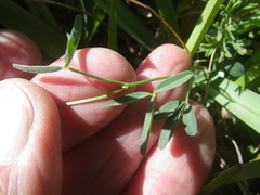 Crotalaria excisa