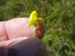 Crotalaria excisa
