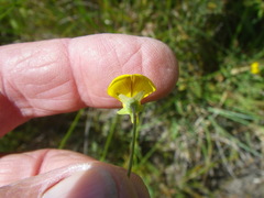 Crotalaria excisa