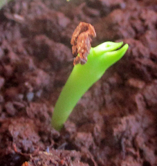Huernia zebrina