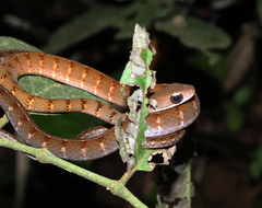 Dendrophidion dendrophis