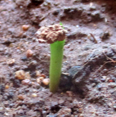 Huernia zebrina