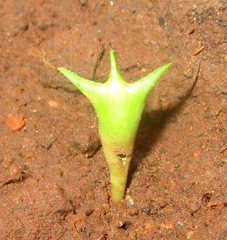 Huernia zebrina