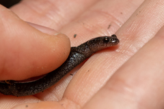 Plethodon hoffmani