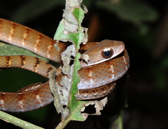 Dendrophidion dendrophis