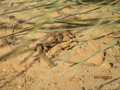 Acanthodactylus boskianus asper
