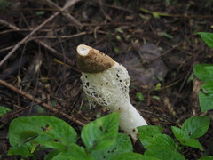 Phallus atrovolvatus