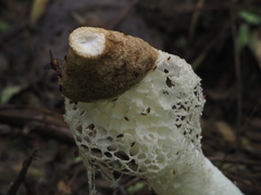 Phallus atrovolvatus