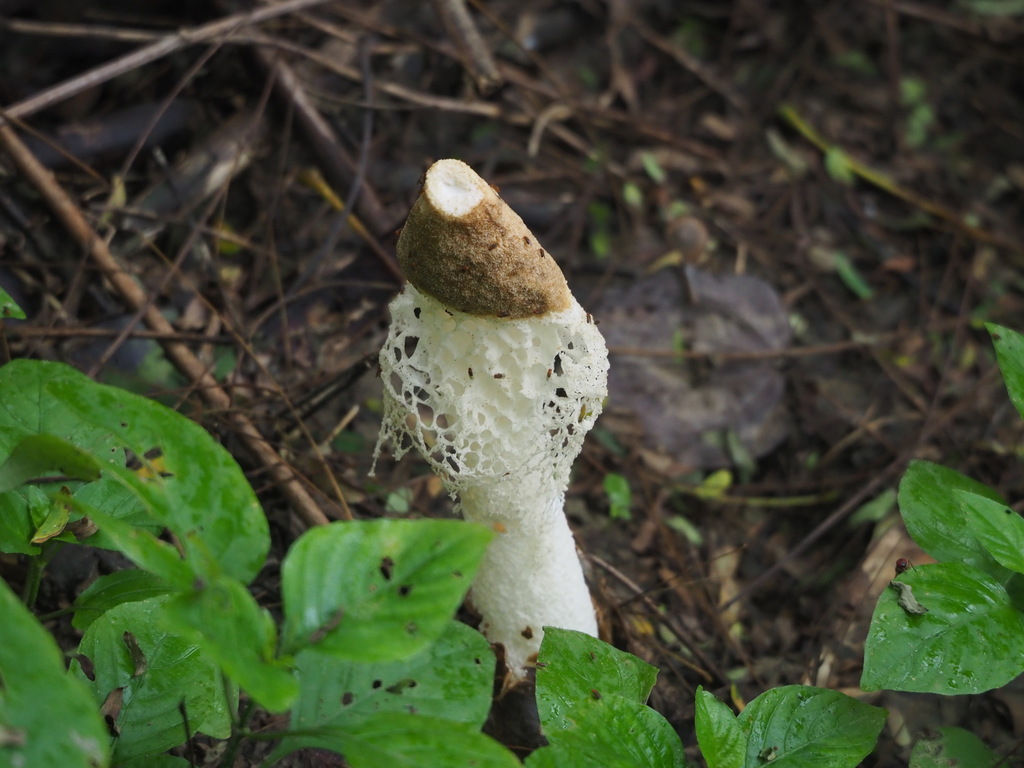 Phallus atrovolvatus · August 2021 · photo: © leaf0605 (iNaturalist, cc0)