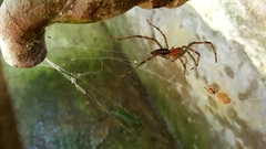 Aglaoctenus castaneus