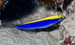 Pseudochromis flavivertex