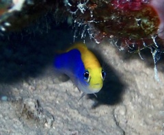 Pseudochromis flavivertex