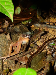 Dendrophidion dendrophis