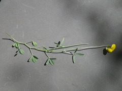 Crotalaria excisa