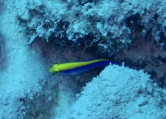 Pseudochromis flavivertex