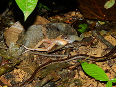Dendrophidion dendrophis