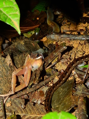 Dendrophidion dendrophis