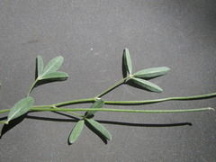 Crotalaria excisa
