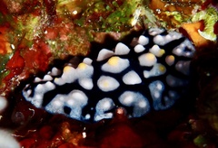 Phyllidia multifaria
