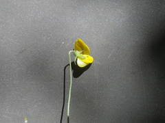 Crotalaria excisa