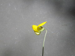 Crotalaria excisa