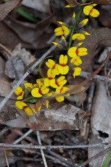 Sphaerolobium medium