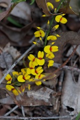 Sphaerolobium medium