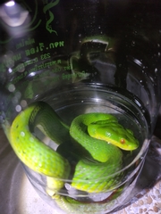 Trimeresurus albolabris