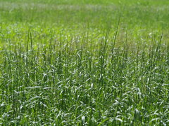 Hemarthria compressa