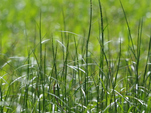 Jove grass (Hemarthria compressa)