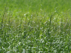 Hemarthria compressa