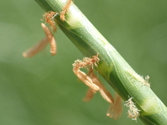 Hemarthria compressa