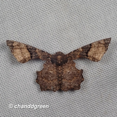 Monobolodes pernigrata