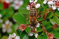 Apis mellifera