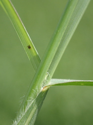 Image of Hemarthria compressa by no rights reserved