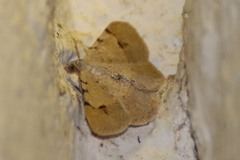 Frederickia flaviterminata