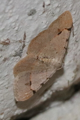 Frederickia flaviterminata